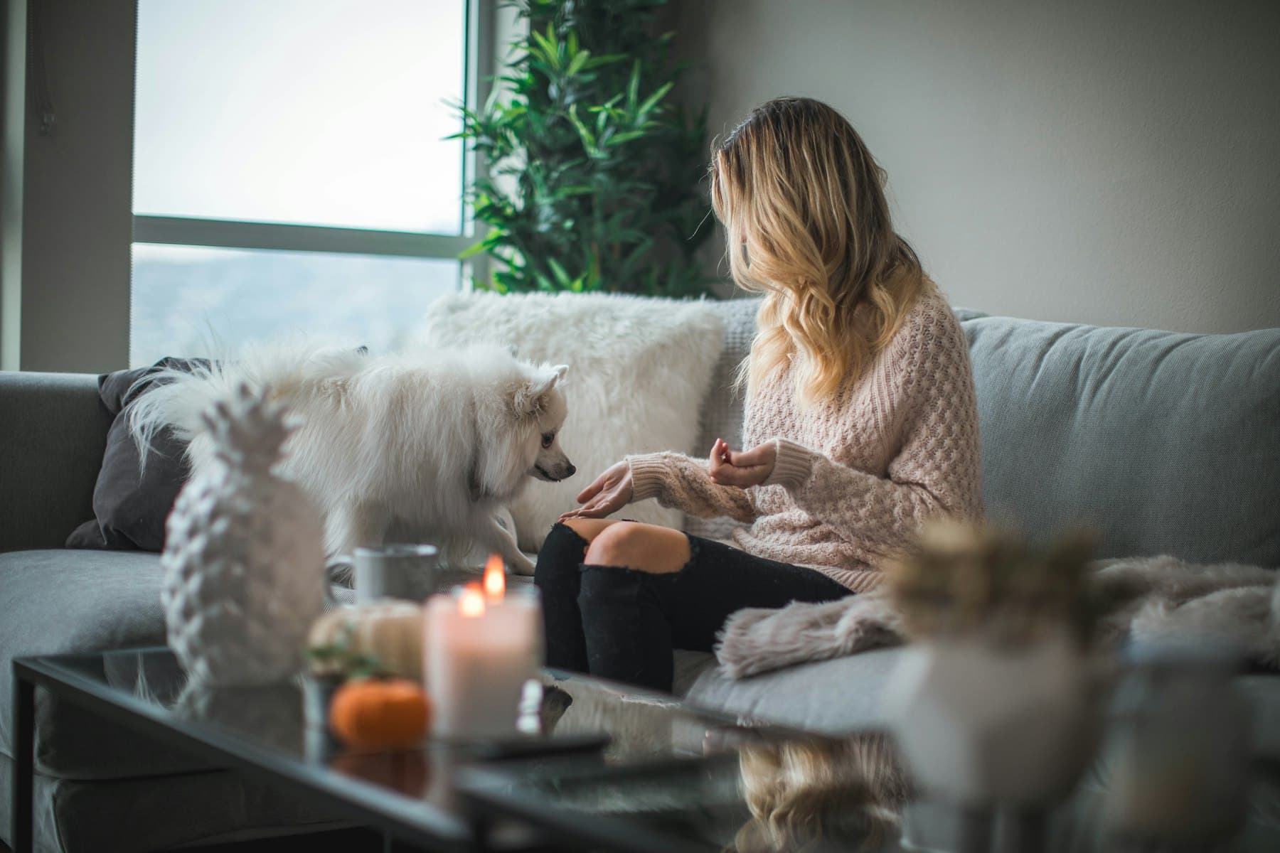A dog and their person at home on the couch