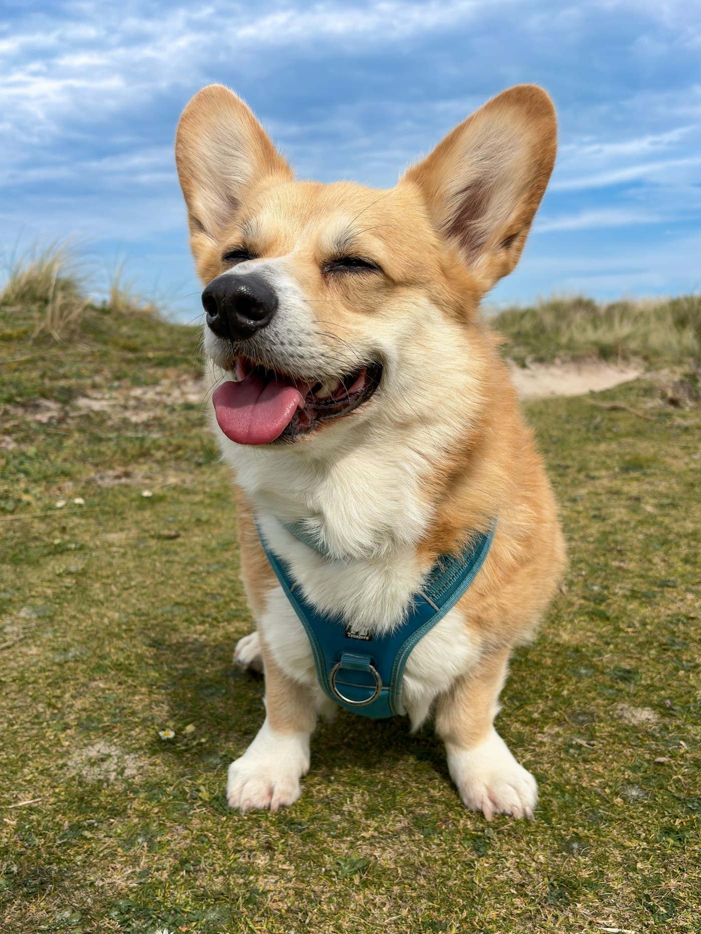 A smiling corgi sitting on a grassy hill