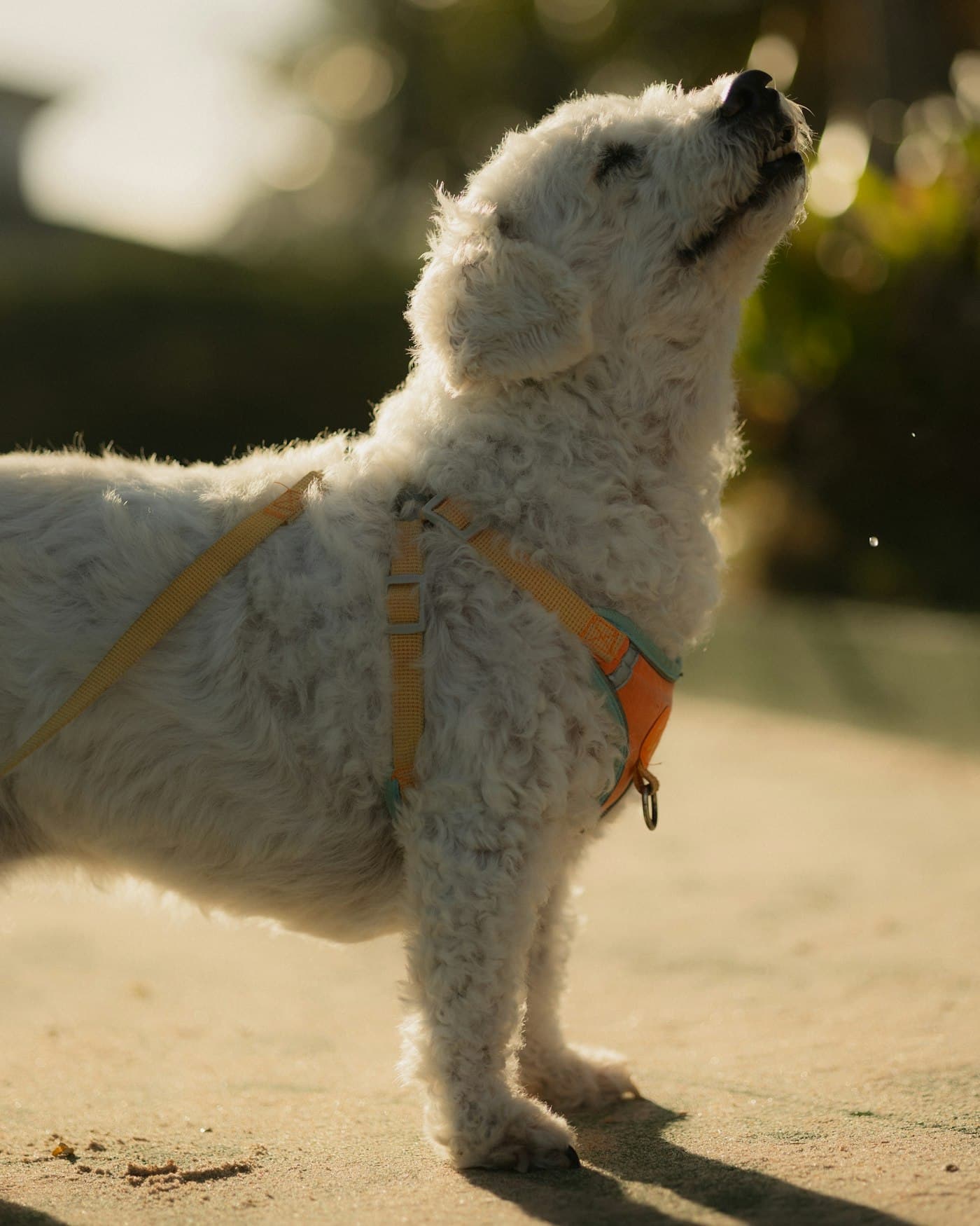 A fluffy white dog in an orange harness enjoying the sun