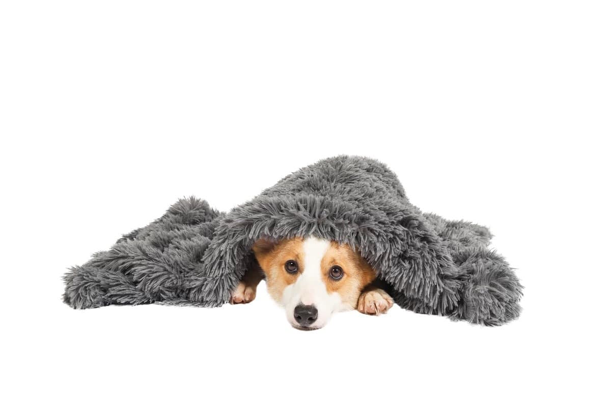 Plush Blanket, Medium view 2